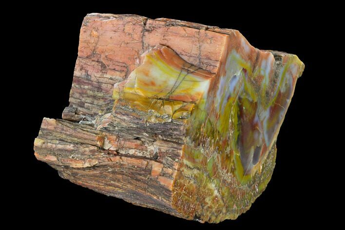 Wide, Polished Petrified Wood (Araucarioxylon) Section - Arizona #147835